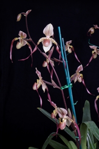 Paphiopedilum Memoria Mary Henry La Vieja AM/AOS 80 pts. Inflorescence